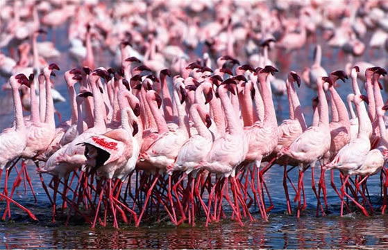 4-Days Masai Mara and Lake Nakuru National Parks Safari 